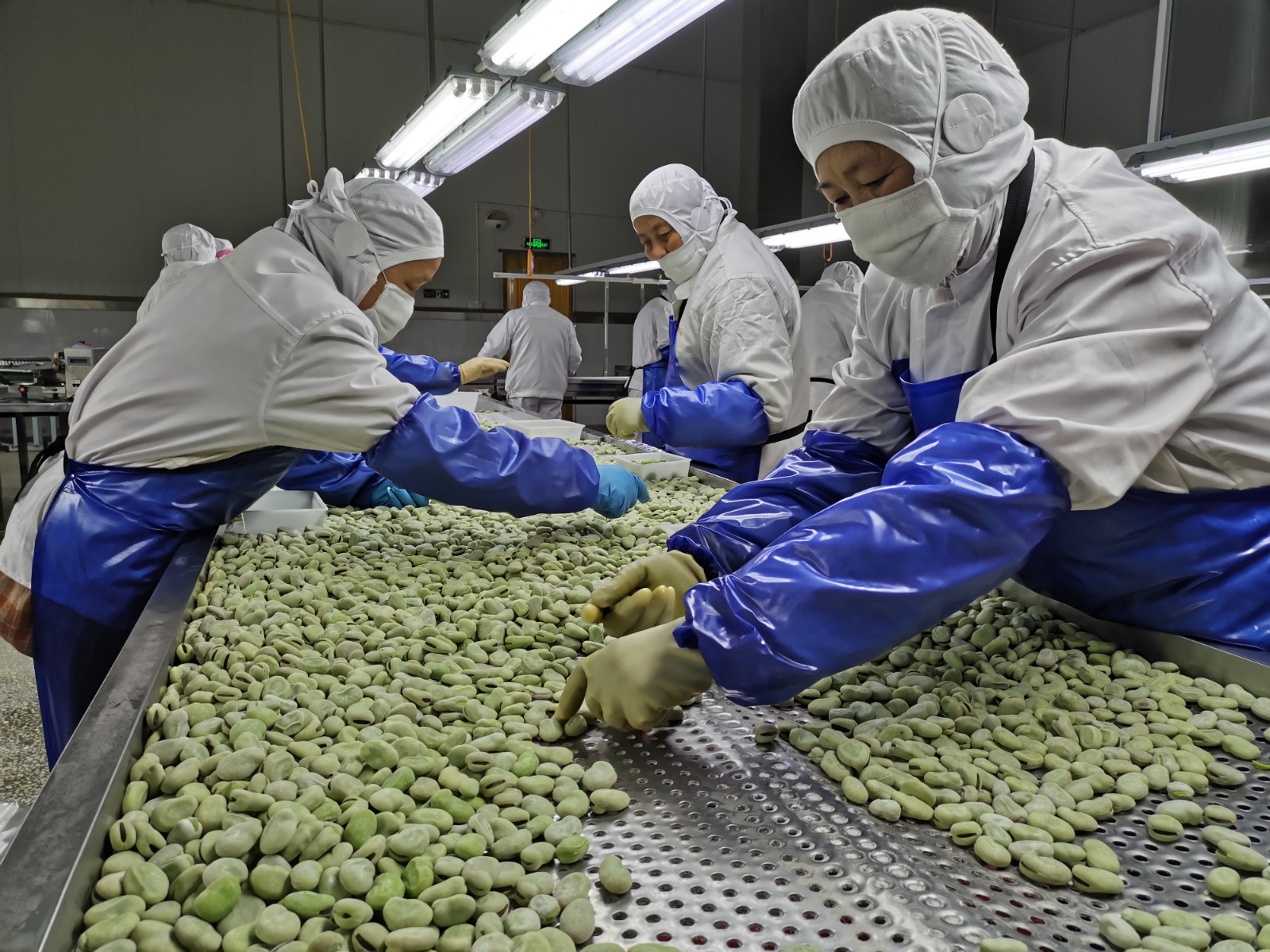 绿海冷冻食品有限公司正在加工青蚕豆