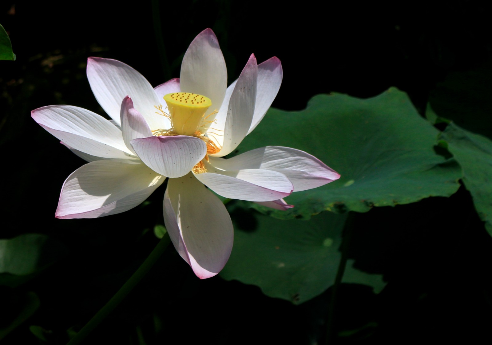 7月3日 星期四 （一版） 近日，位于掘港街道的一处沟塘中，荷花竞相开放，花朵亭亭玉立，尽显夏日的独特魅力（二）。通讯员 李献诚 摄.jpg