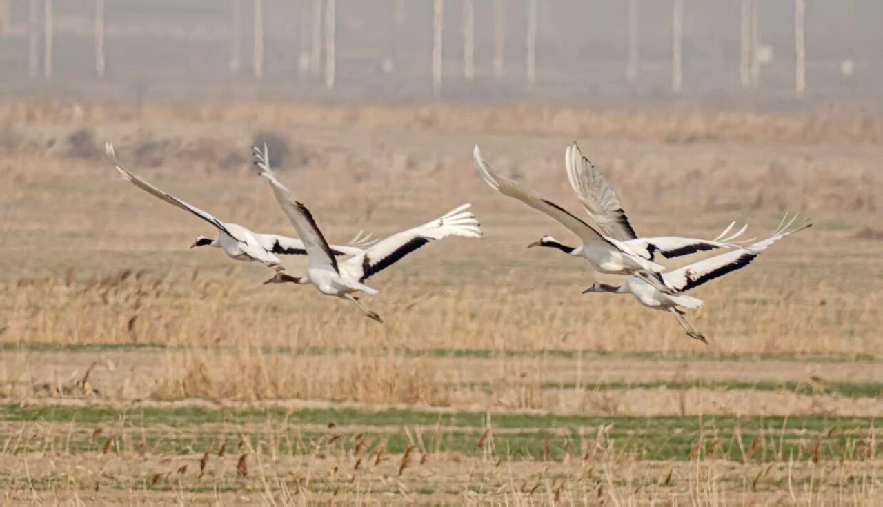 1月26日 星期一 （二版） 近日，在如东洋口港工业园区东侧麦田里，我县的爱鸟人士拍摄到国家一级保护动物丹顶鹤“一家四口”，这是继2025年12月在小洋口海力风电西侧发现丹顶鹤之后，时隔1个月，再次在如东地区记录到野生丹顶鹤。通讯员 李燕生 摄.jpg