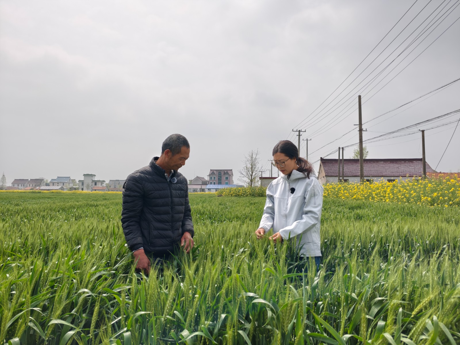 4月14日 星期二 （二版） 赤霉病、白粉病、锈病、粘虫、穗蚜是我县夏熟“护麦战役“的重点防治对象。连日来，县农业农村局植保站农技专家走进田间地头，指导农户科学用药，抓住适期，切实做好以赤霉病为重点的小麦穗期病虫防治工作。全媒体记者 高瑾敏 朱南州 摄.jpg