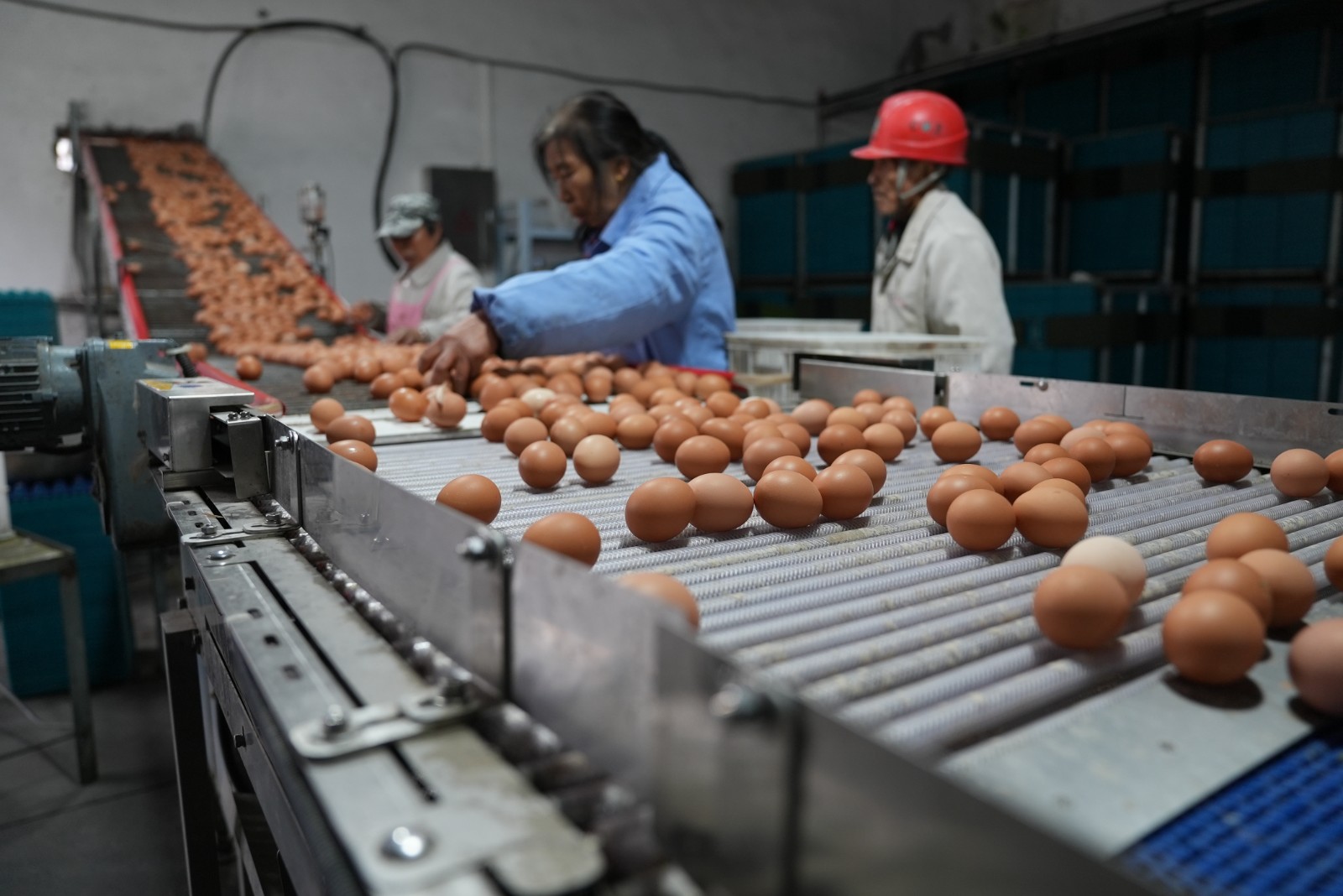 1月23日 星期五 (一版) 河口镇双港村亚山畜禽养殖场占地面积约30.1亩,厂房面积约1.6万平方米,养殖规模达50万羽,长年养殖海兰、粉八两个品种的蛋鸡,年产鸡蛋5400多吨。“亚山”牌鲜鸡蛋近售本地单位食堂、商超,远销苏州、无锡等地,产品受到一致好评。全媒体记者 王洪 顾艳 摄.jpg 1月23日 星期五 (一版) 河口镇双港村亚山畜禽养殖场占地面积约30.1亩,厂房面积约1.6万平方米,养殖规模达50万羽,长年养殖海兰、粉八两个品种的蛋鸡,年产鸡蛋5400多吨。“亚山”牌鲜鸡蛋近售本地单位食堂、商超,远销苏州、无锡等地,产品受到一致好评。全媒体记者 王洪 顾艳 摄.jpg