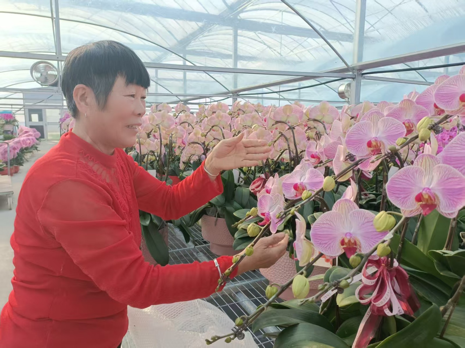 1月28日星期三 （二版） 兰香绕田畴  蝶舞振兴路.jpg