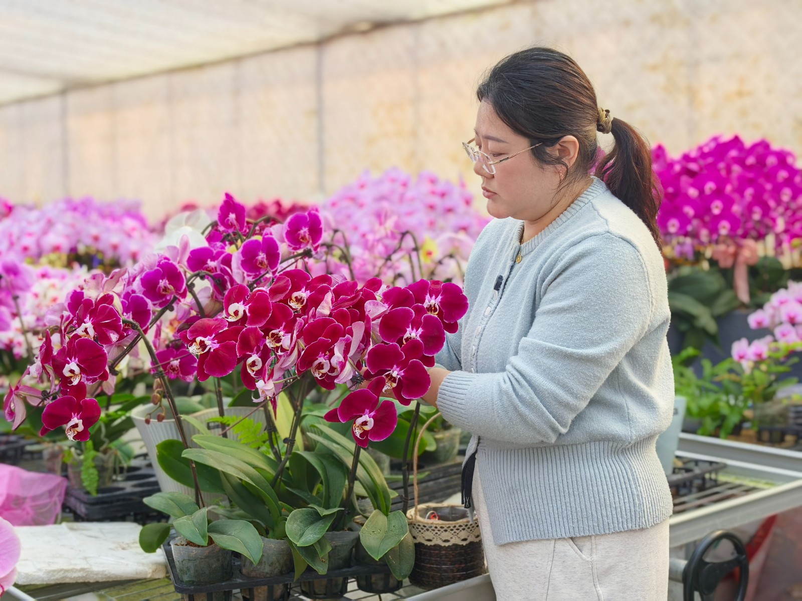 1月29日 星期四 （一版） 春节临近，年宵花迎来了销售旺季。近日，记者来到掘港街道的一蝴蝶兰培育基地，温室大棚内宛如一片五彩斑斓的花海，洋溢着勃勃生机。全媒体记者　姚陈　吴莎莎　摄.jpg