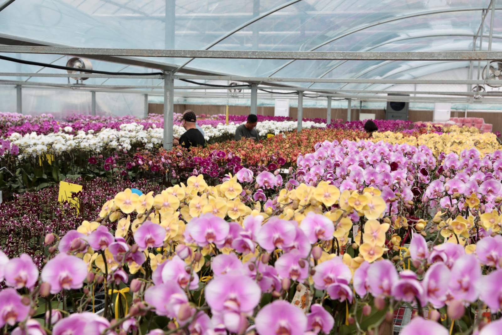 1月20日 星期二 （一版） 曹埠镇应泉村：多元种植结硕果 产销两旺启新程（一）.jpg