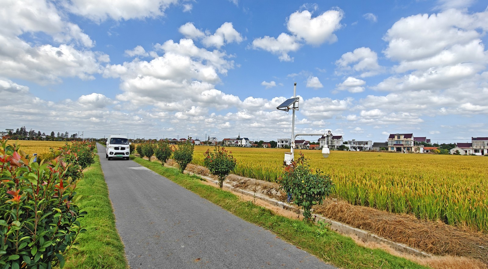 10月28日 星期一 （一版） 连日来，成片的稻田在秋风吹拂下泛起金色的波浪，金黄色的稻田在蓝天白云的映射和多种色彩小洋房的点缀中，构成了一幅我县农村和美画卷。图为掘港街道虹桥村。通讯员 李献诚 摄.jpg