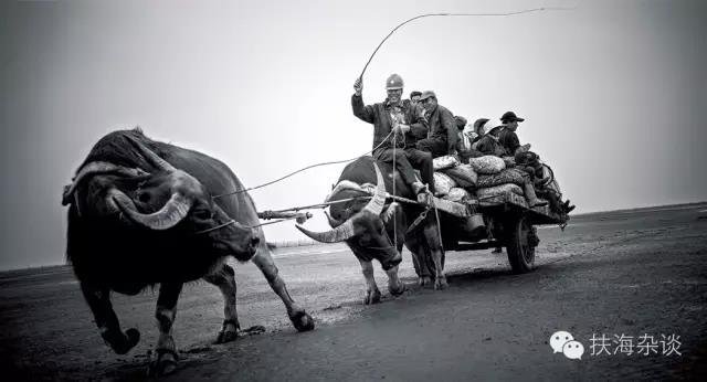 若登临黄海渔村的望海楼,在烟雨迷蒙中远眺接港驮鲜的海子牛首尾相衔